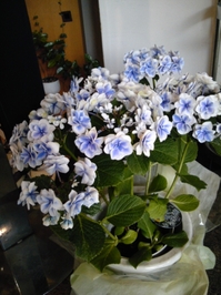 130513_112717 (1).jpg